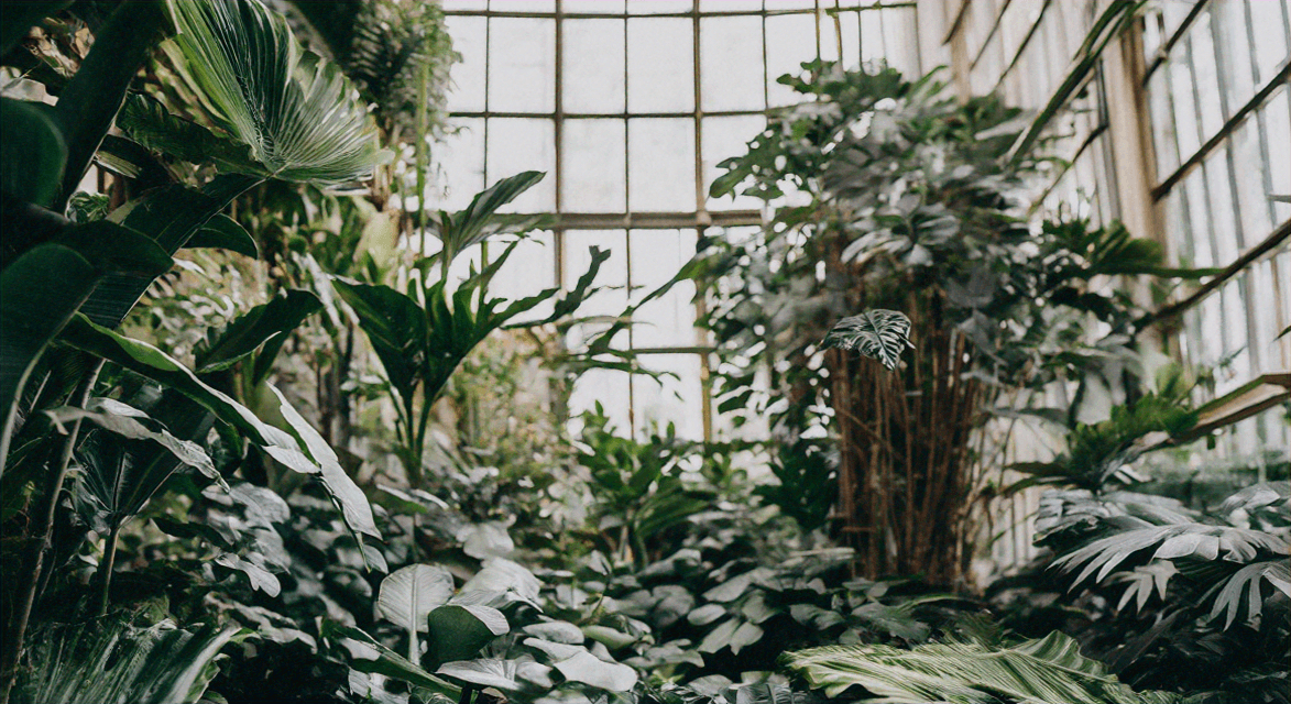Indoor Greenery and Restorative Design