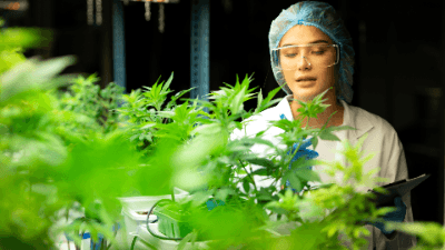 Cannabis Use: Sleep Disorder, Migraine & Multiple Sclerosis
