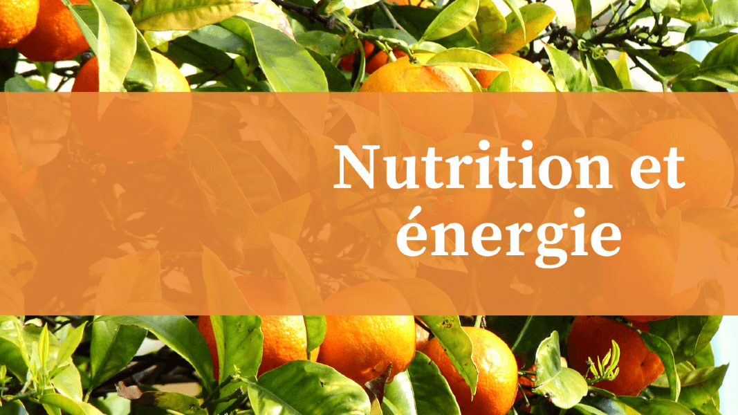 Nutrition et énergie