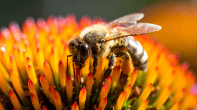 How to Create Pollinator Habitat